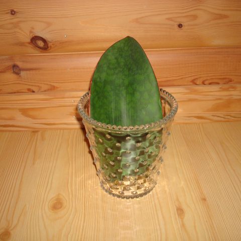 Sansevieria  Victoria