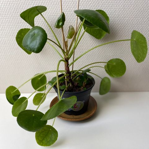 Elefantøre / pilea peperomioides avleggere. Kraftige og frodige.