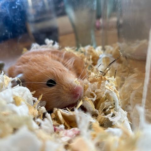 Rolig hamster