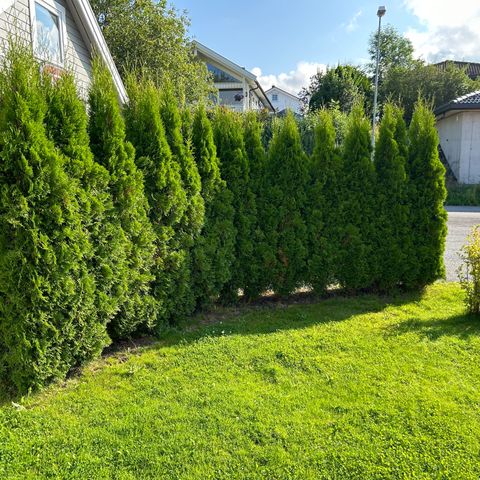 Thuja Smaragd 225 cm selges rimelig!