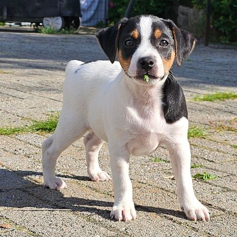 Hannhund klar til ny familie Dansk svensk gårdshund