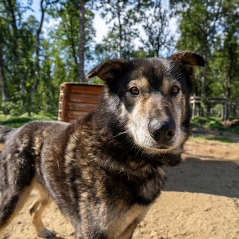 Omplasseres Alaskan Husky “Elvis”