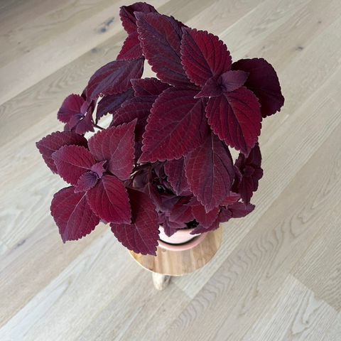 Coleus/ praktspragle stiklinger