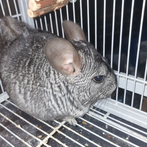 Chinchillaer