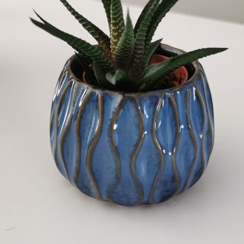 Mini potte med Aloe Hawortia eller coleus