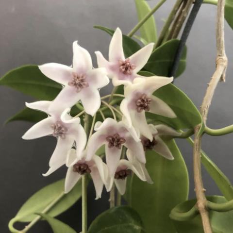 Hoya Tannaensis x Cembra