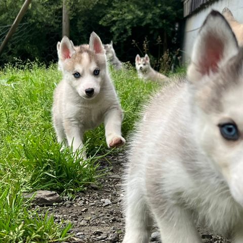 NKK Siberian Husky