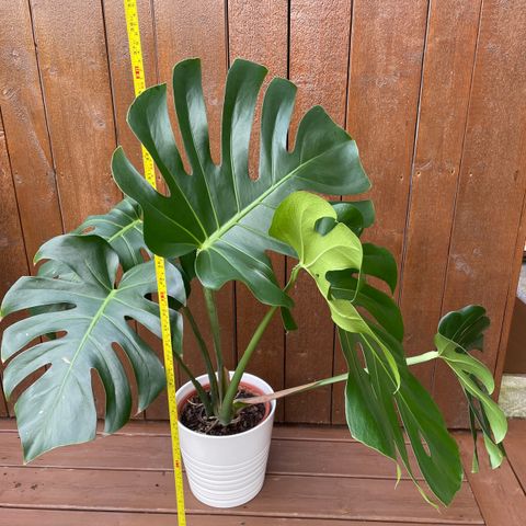 Nydelig Monstera plante selges