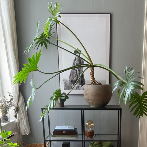 Philodendron Xanadu