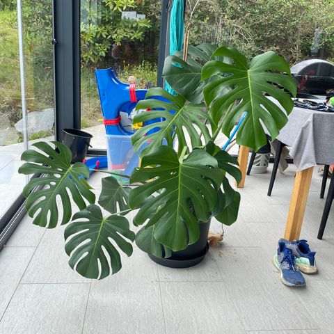 Monstera plante