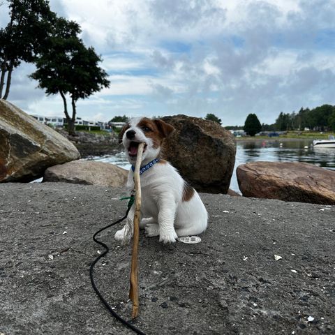 Jack russell terrier