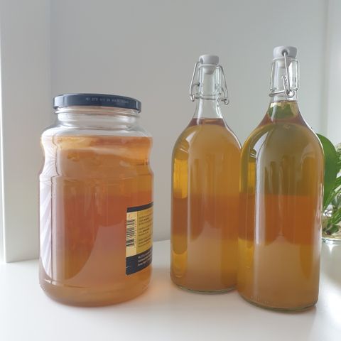 Kombucha SCOBY