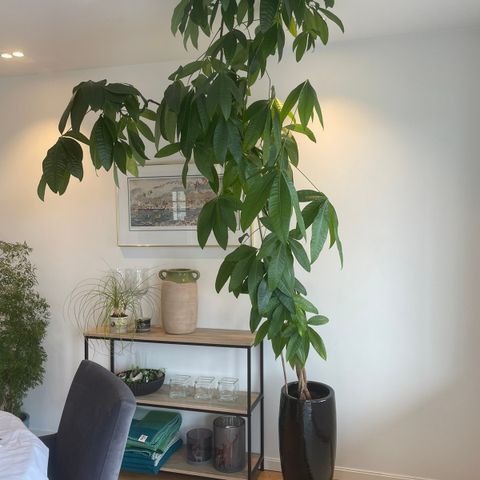 250 cm høy Pachira Aquatica (Lykkekastanje) m/sort keramikk potte