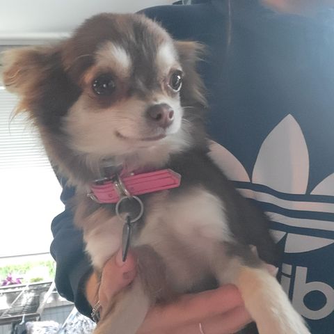 chihuahua tisper 3 stk