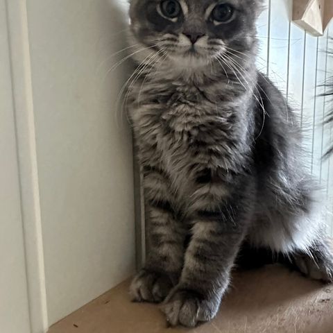 Fantastiske Greyson 💙 Perser/ Maine Coon Mix - RESERVERT!