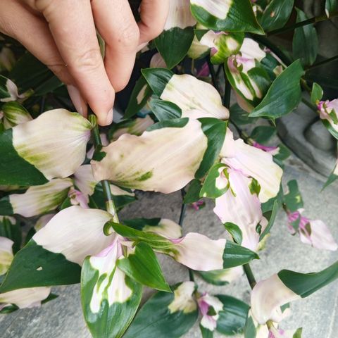 Tradescantia blushing bride