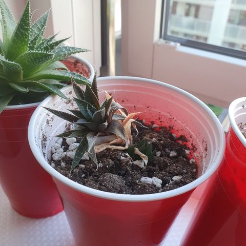 Flere Aloe planter gis bort