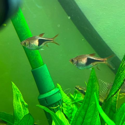 Rasbora fisk