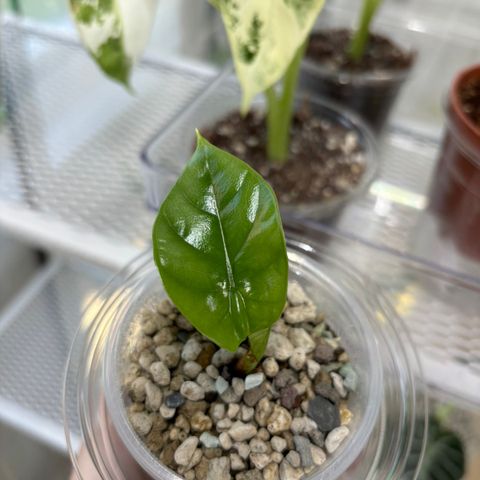 Alocasia Sinuata Babyplante.