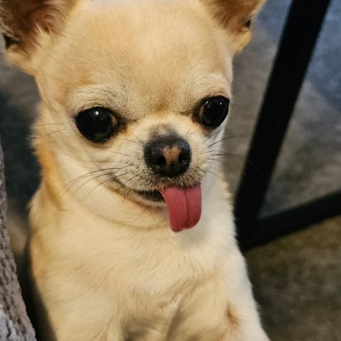 Chihuahua