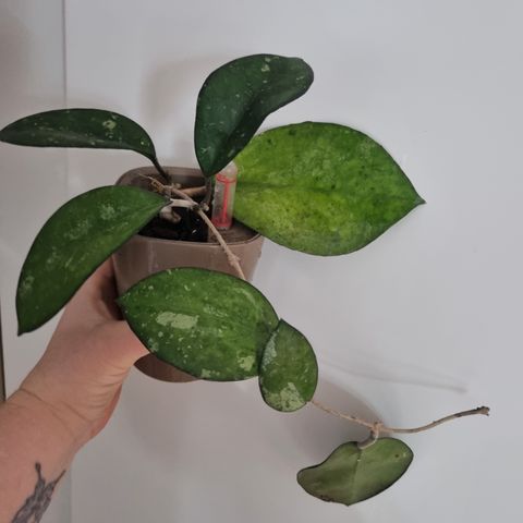 Hoya CV metallica hel plante