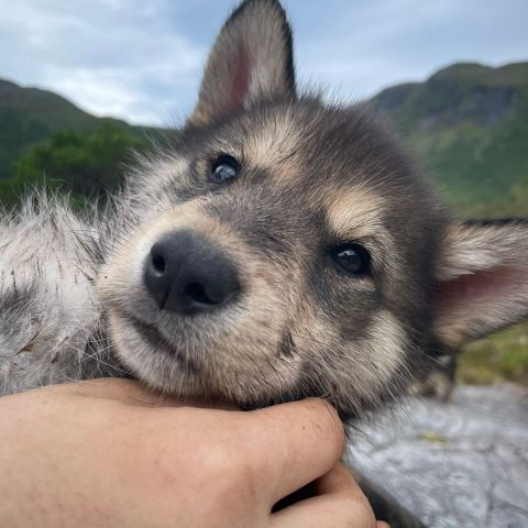 LEVERINGSKLARE Alaska Malamute / siberian husky blandingsvalper