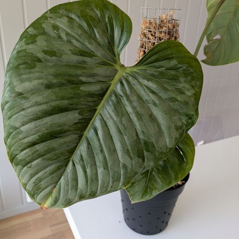 Philodendron Sodiroi