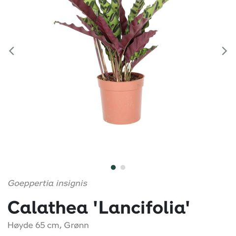 Calathea give away