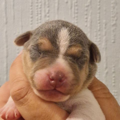 Brasiliansk Terrier valper. NKK reg.