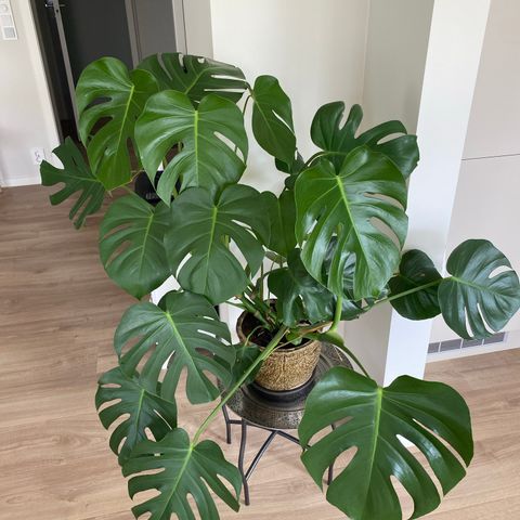 Stor Monstera