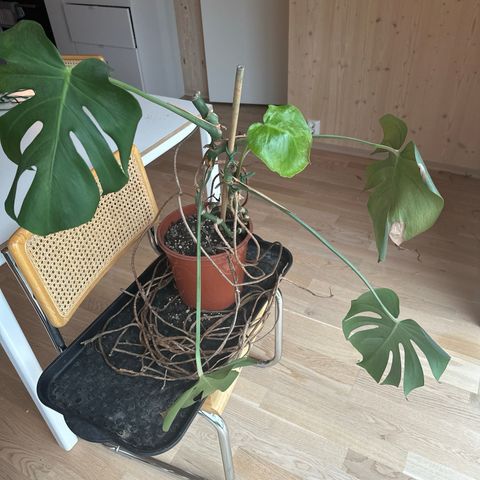 Gratis Monstera plante