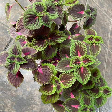 Coleus trailing queen stiklinger