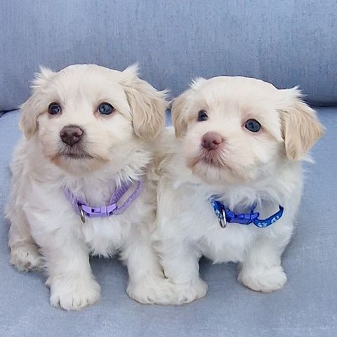 Bichon havanais, shihtzu og malteser mix valp.