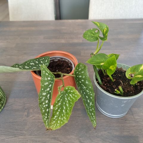 To planter samlet