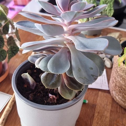 Echeveria