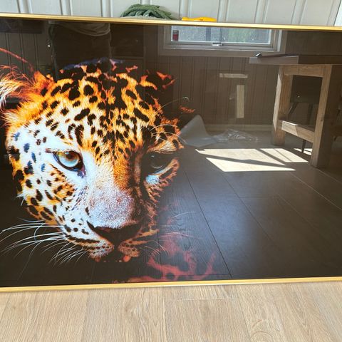 Stort bilde av katt 120 x 80