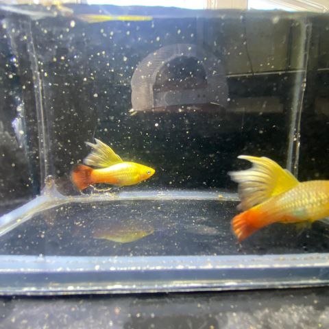 Platy Simpson high-fin