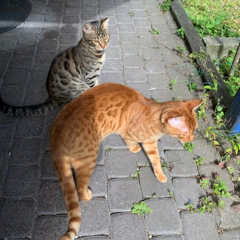 Bengal kattunger Oransje🧡 Grå🩶 BEGGE LEDIGE IGJEN