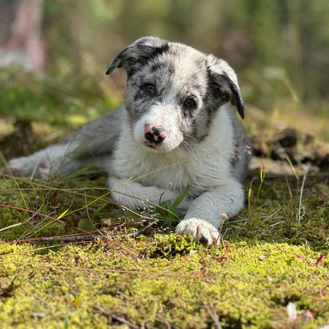 Border collie