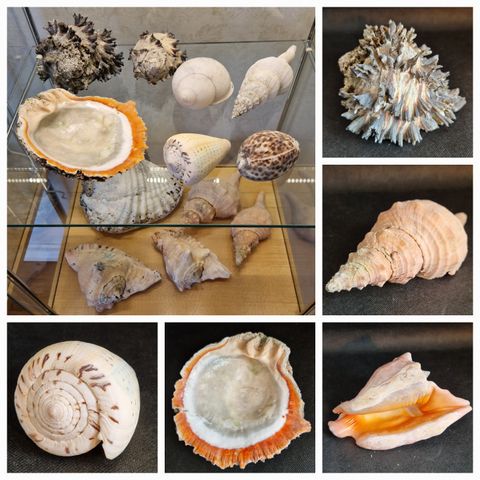 🐚🐚SKJELL/KONKYLIER fra flere steder i verden🐚🐚