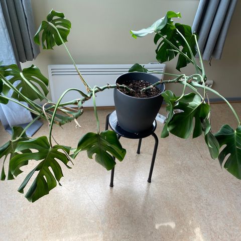 Stor monstera