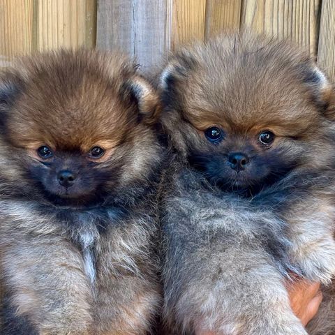 Pomeranian hannvalper-LEVERINGSKLAR-NKK registrert/stamtavle