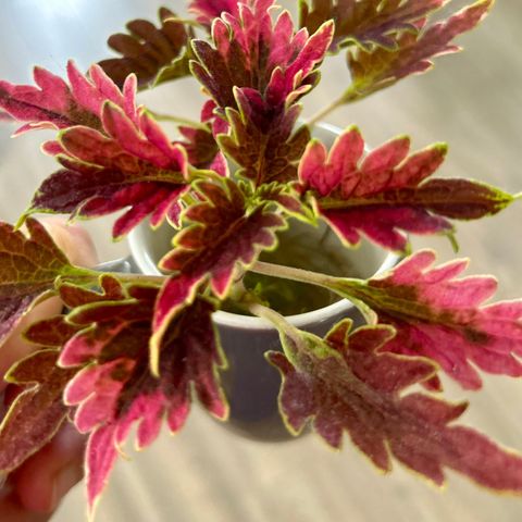 coleus