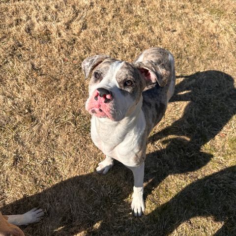 Alapaha Blue Blood bulldog & Amerikansk bulldog tispe