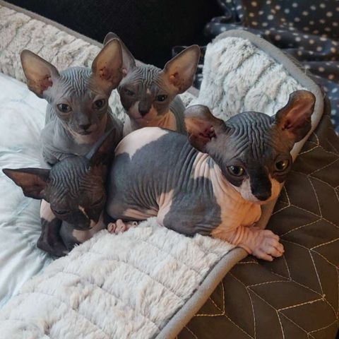 Sphynx kattunger