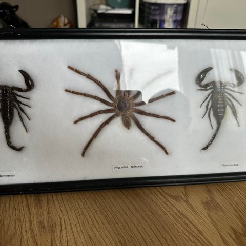 Utstoppet edderkopp og skorpion