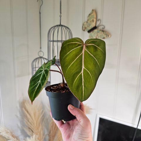 Philodendron Gloriosum Zebra Pink back