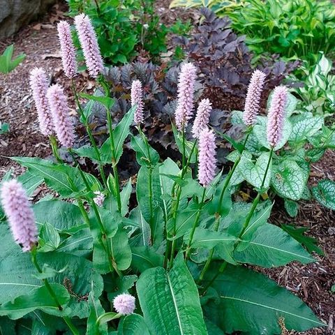 Persicaria Bistorta 'Superba'