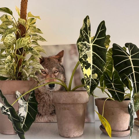 Alocasia Frydek Variagata