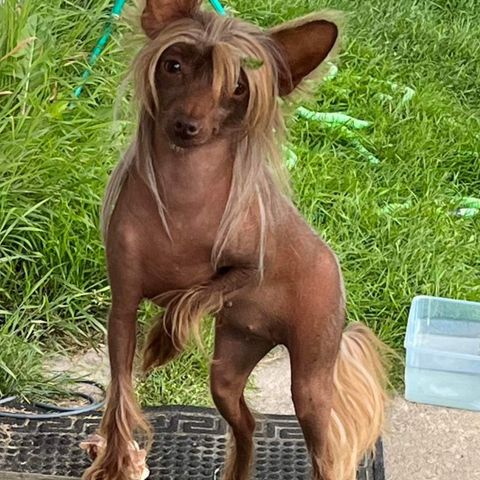 Chinese Crested